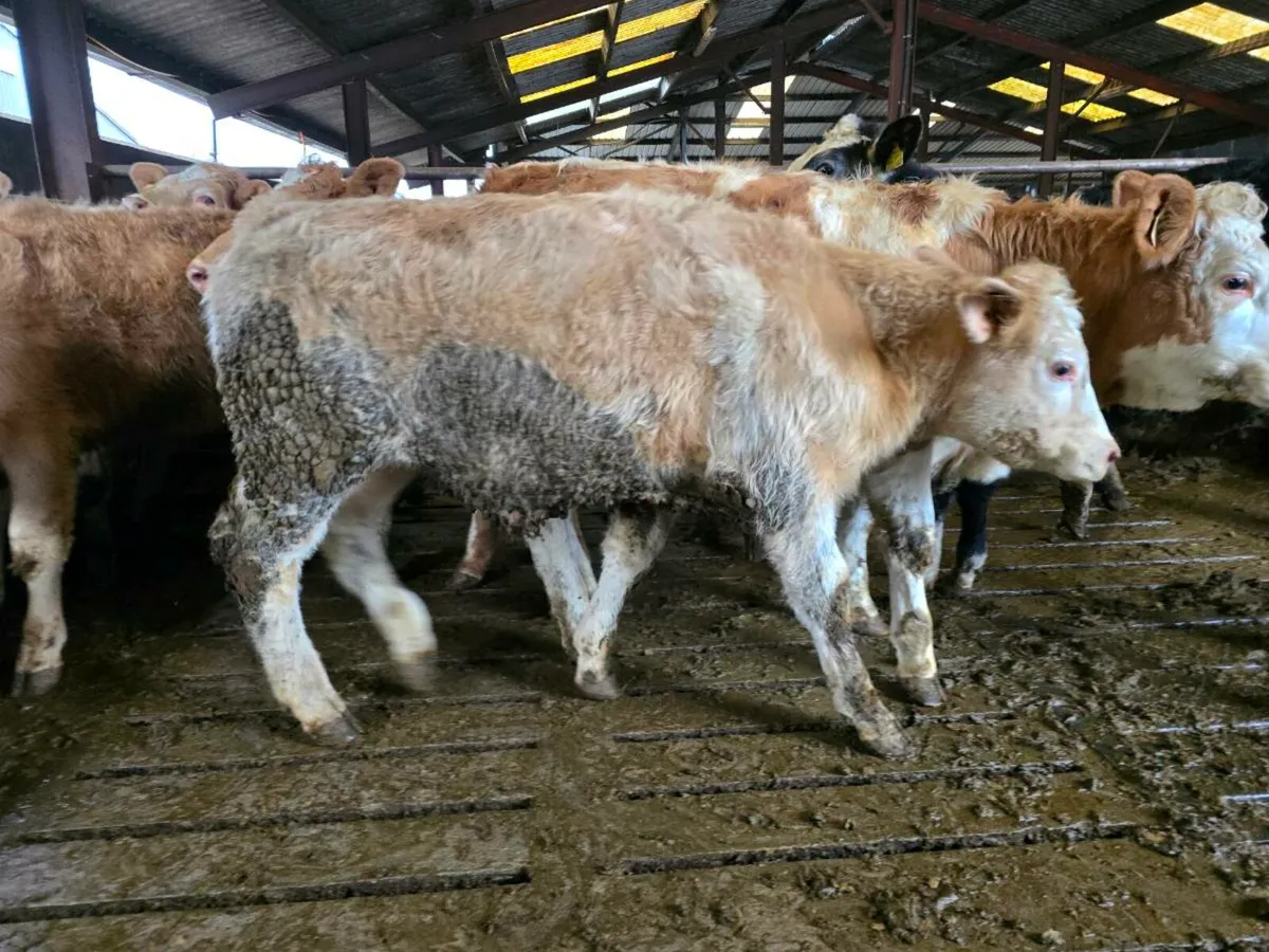 43 SI CH BB Weanlings - Image 4