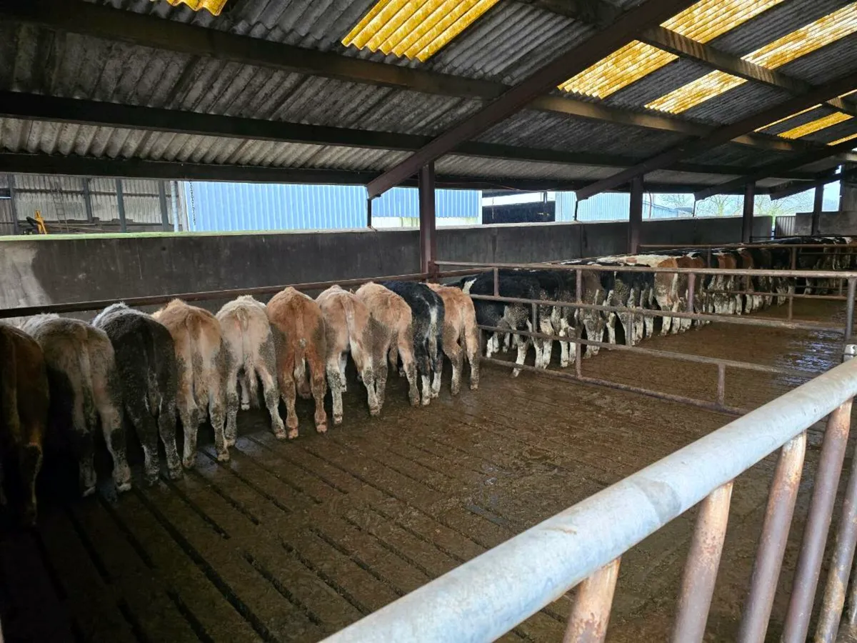 43 SI CH BB Weanlings - Image 1