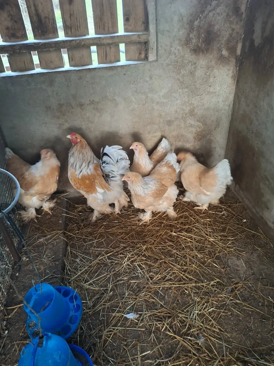 Lemon Pyle Brahmas - Image 2