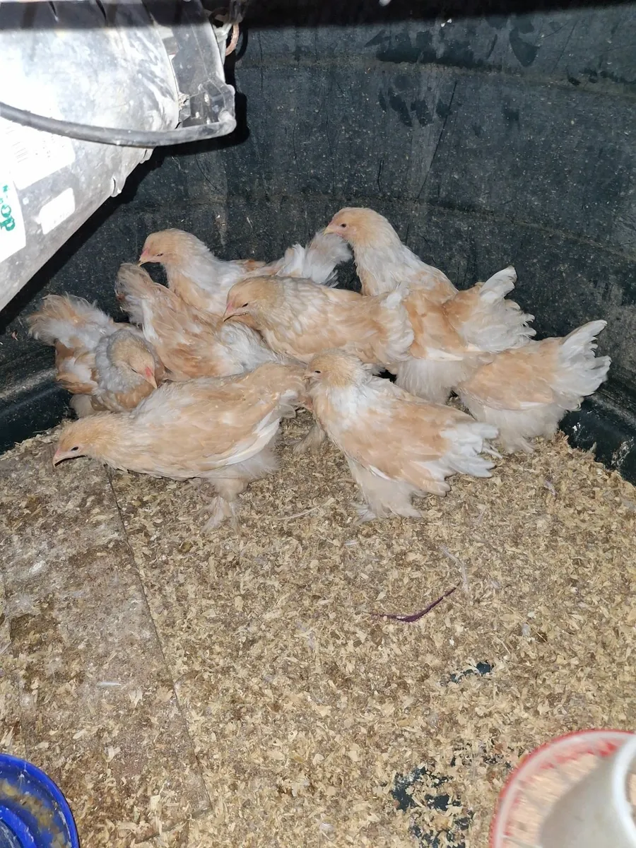 Lemon Pyle Brahmas - Image 3