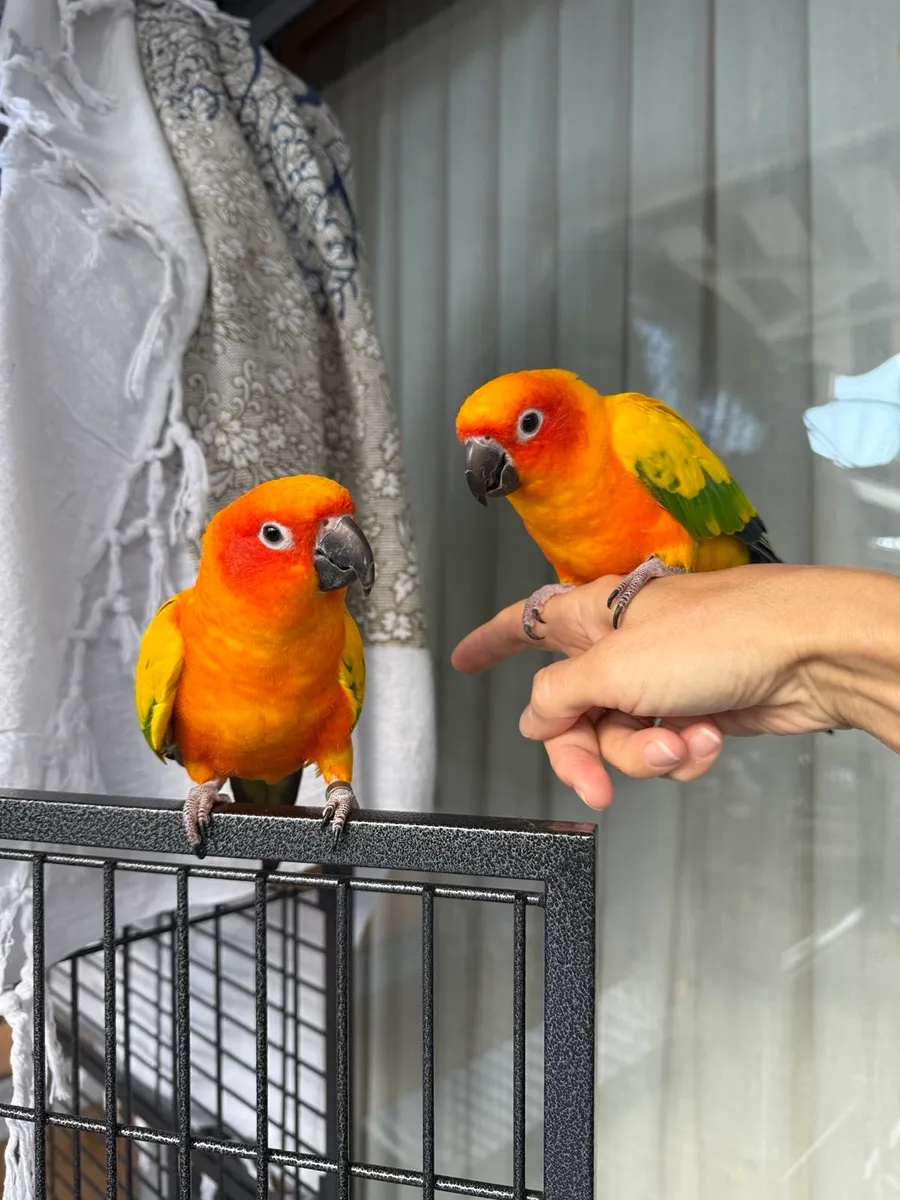 Pair of Sun Conure parrots - Image 1