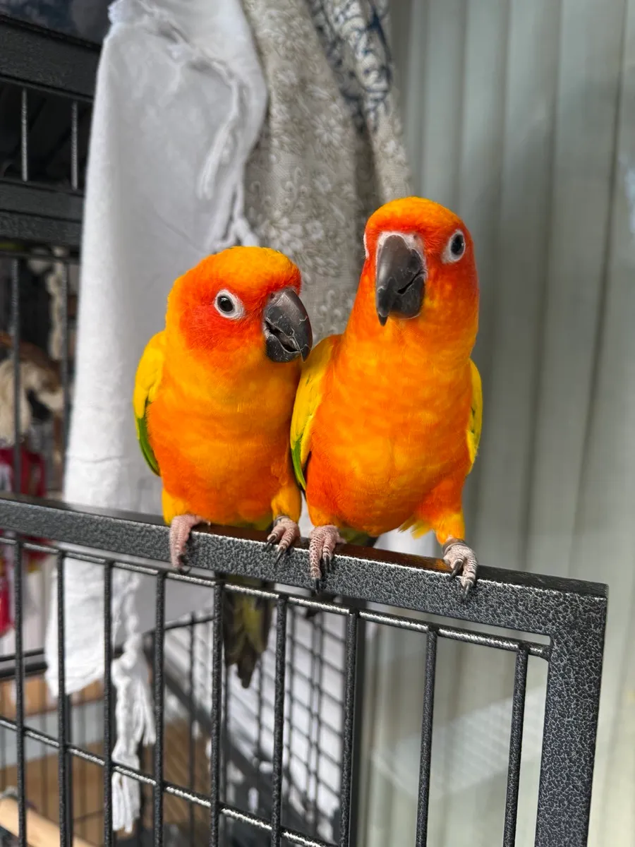 Pair of Sun Conure parrots - Image 3