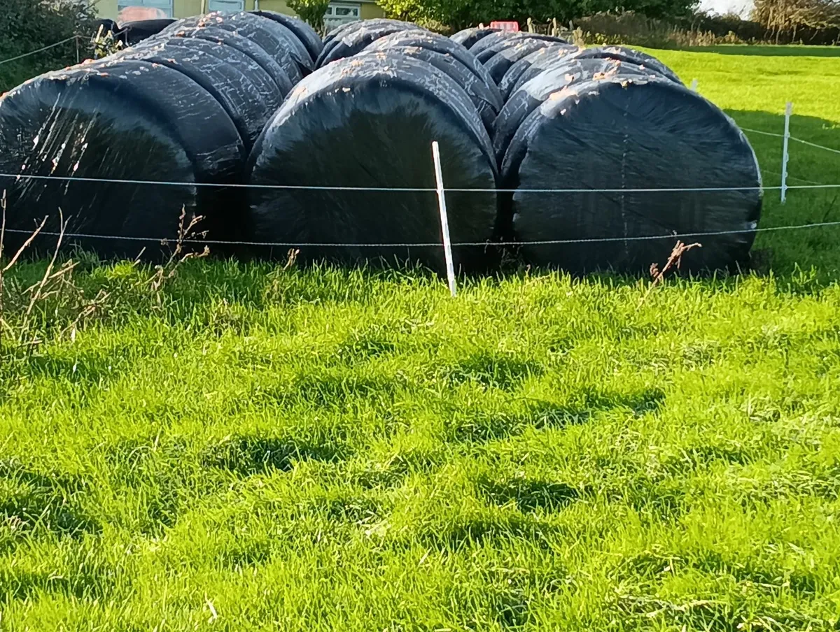 Second cut silage and Haylage bales - Image 2