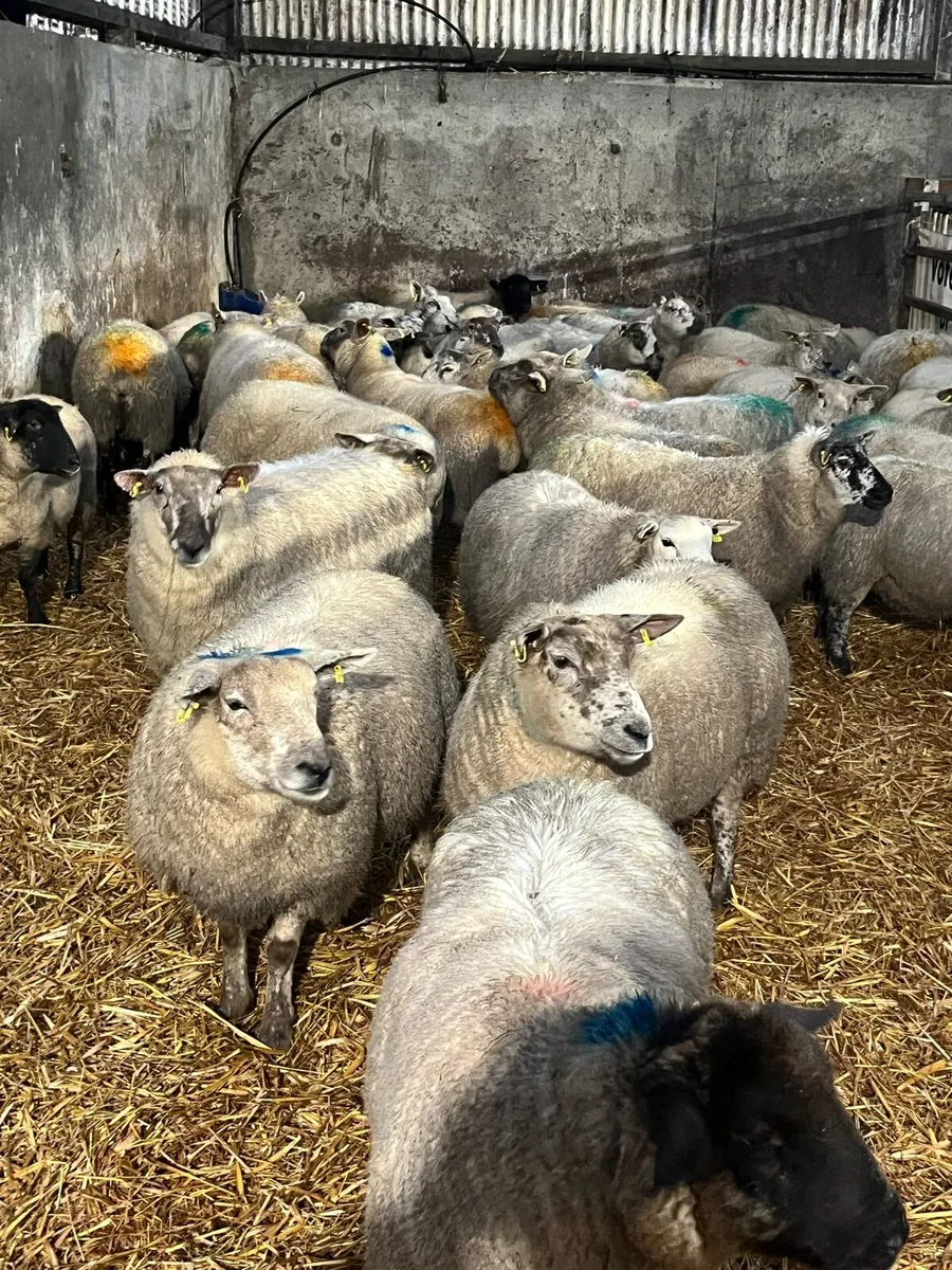 In lamb ewes - Image 1