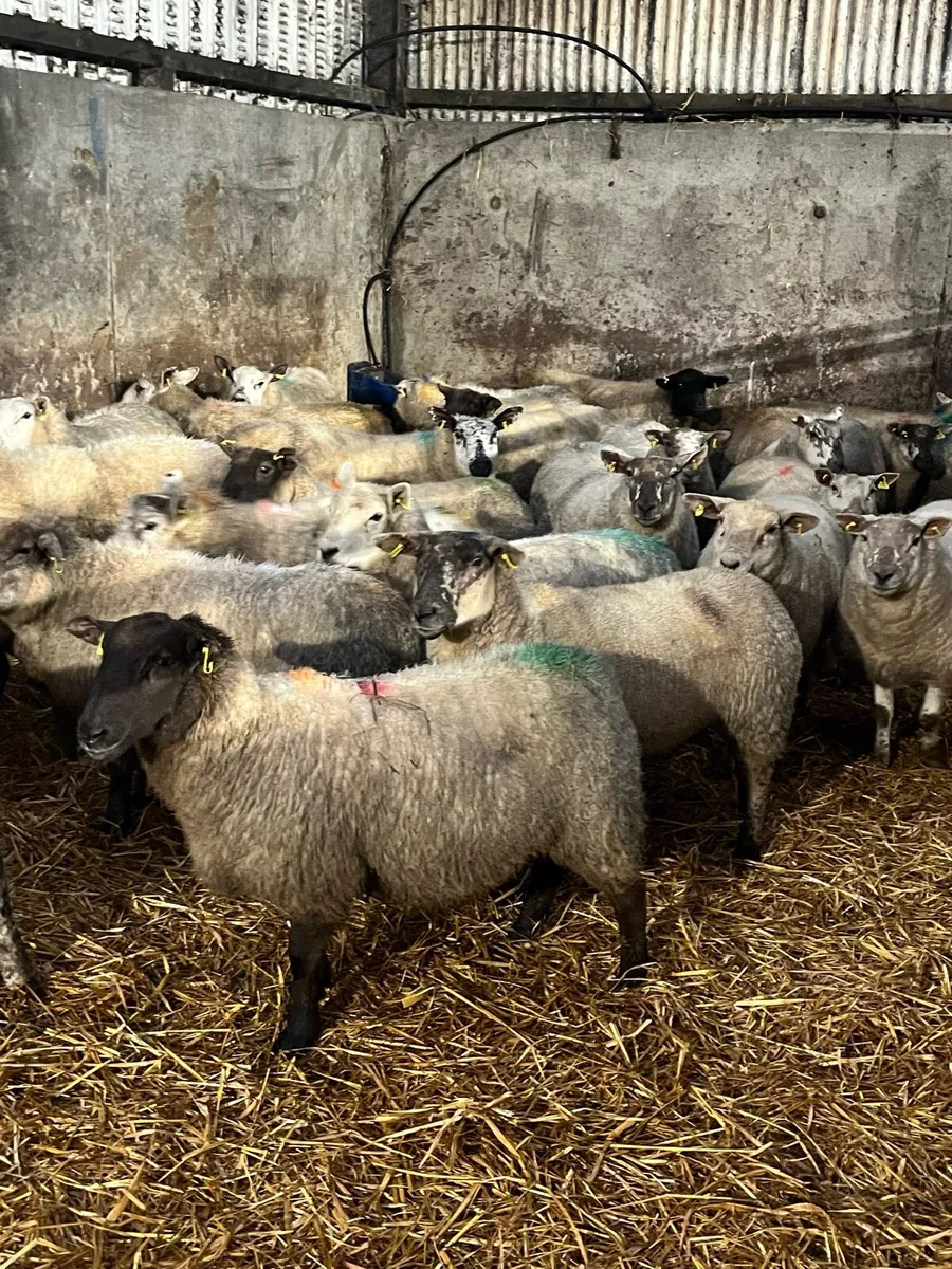 In lamb ewes - Image 4