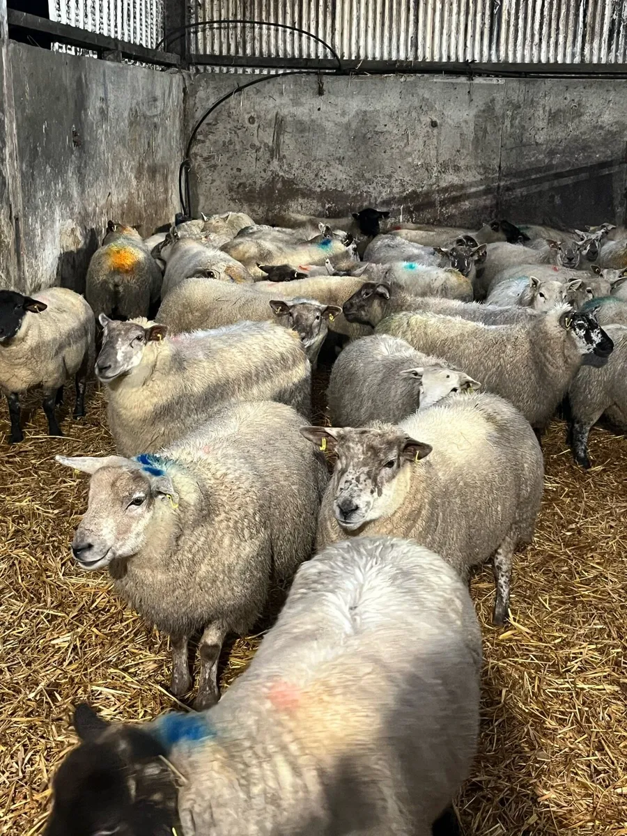 In lamb ewes - Image 2