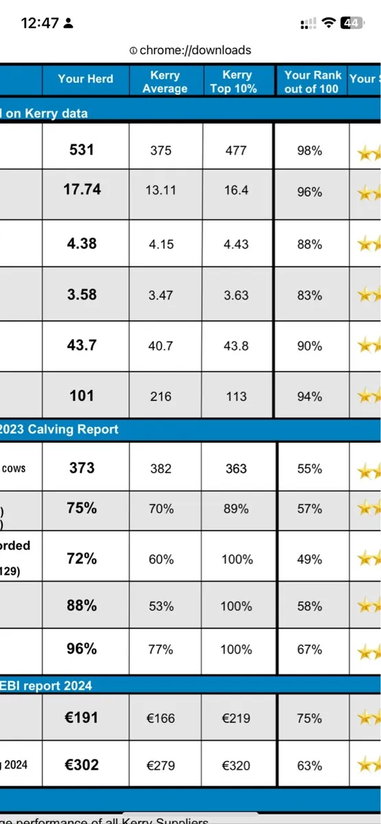 Red Holestin heifers - Image 1