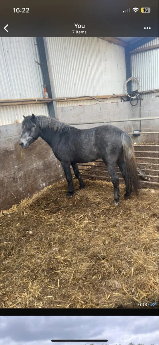 Connemara colt - Image 3