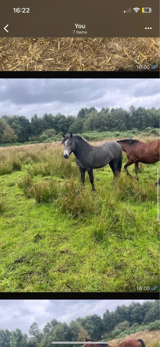 Connemara colt - Image 4