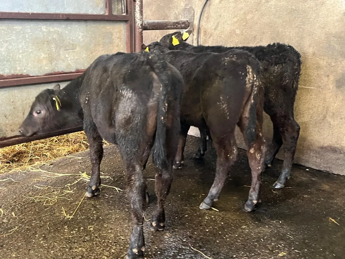 3 super Angus bull runners - Image 1