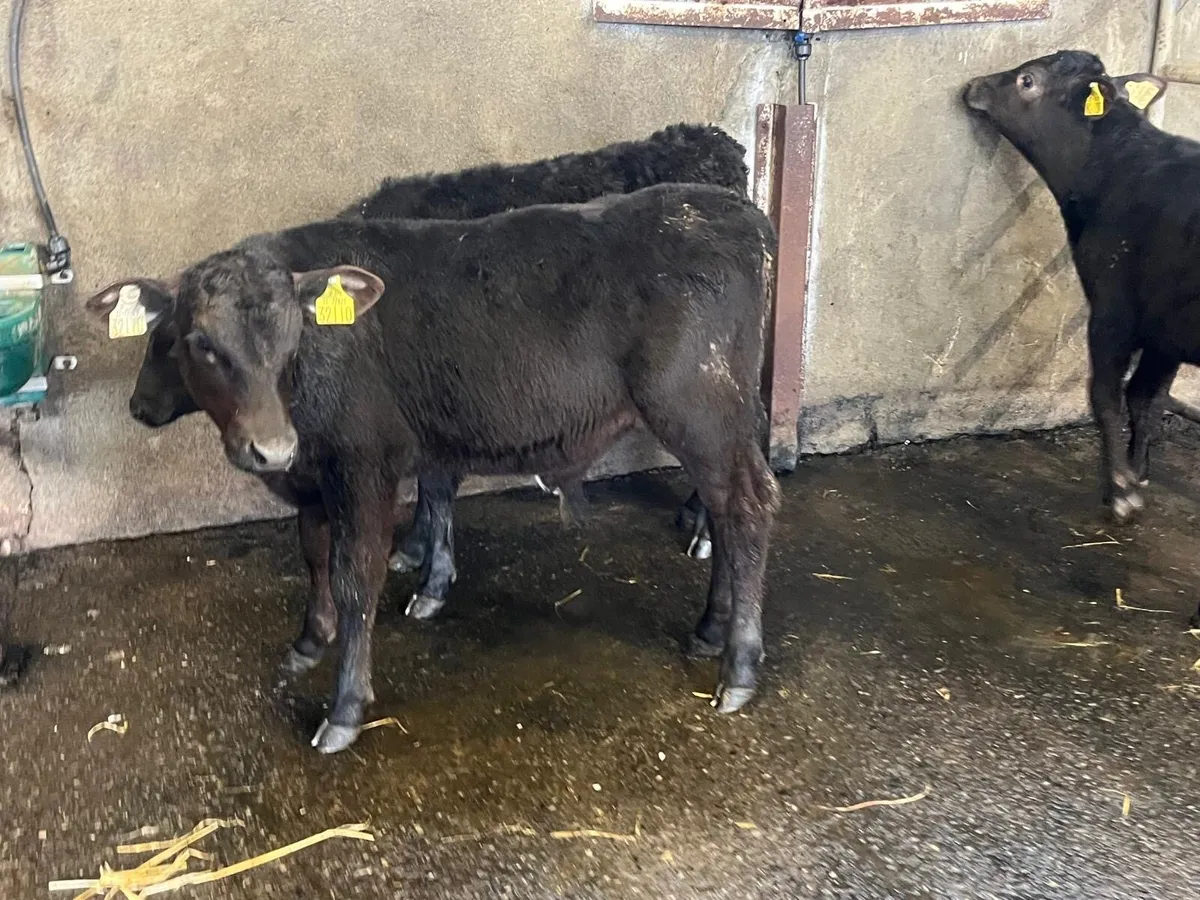 3 super Angus bull runners - Image 4