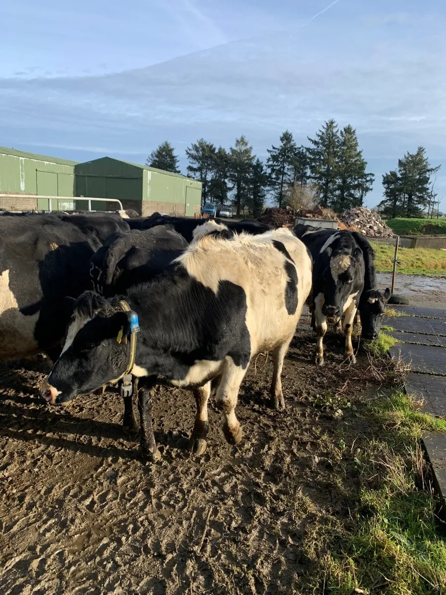 In calf heifers and cows - Image 2