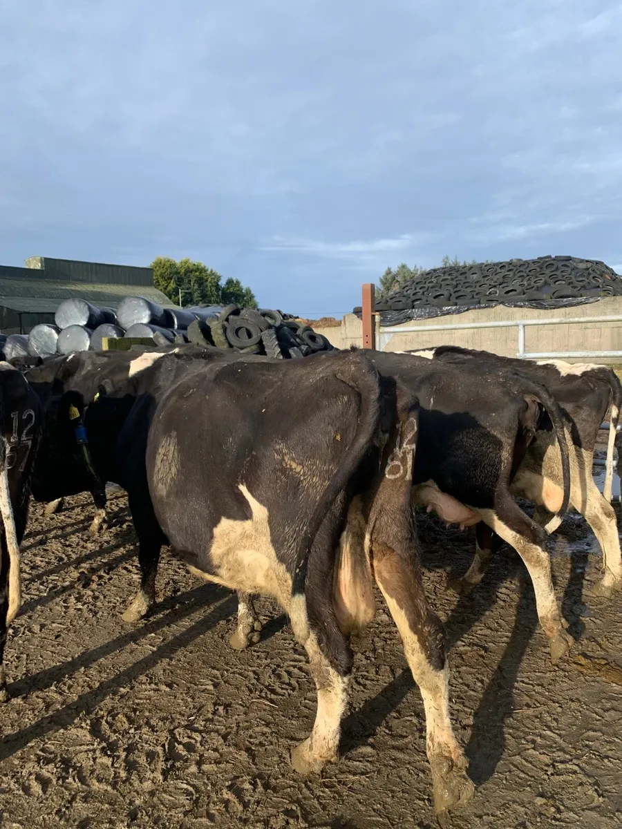 In calf heifers and cows - Image 3