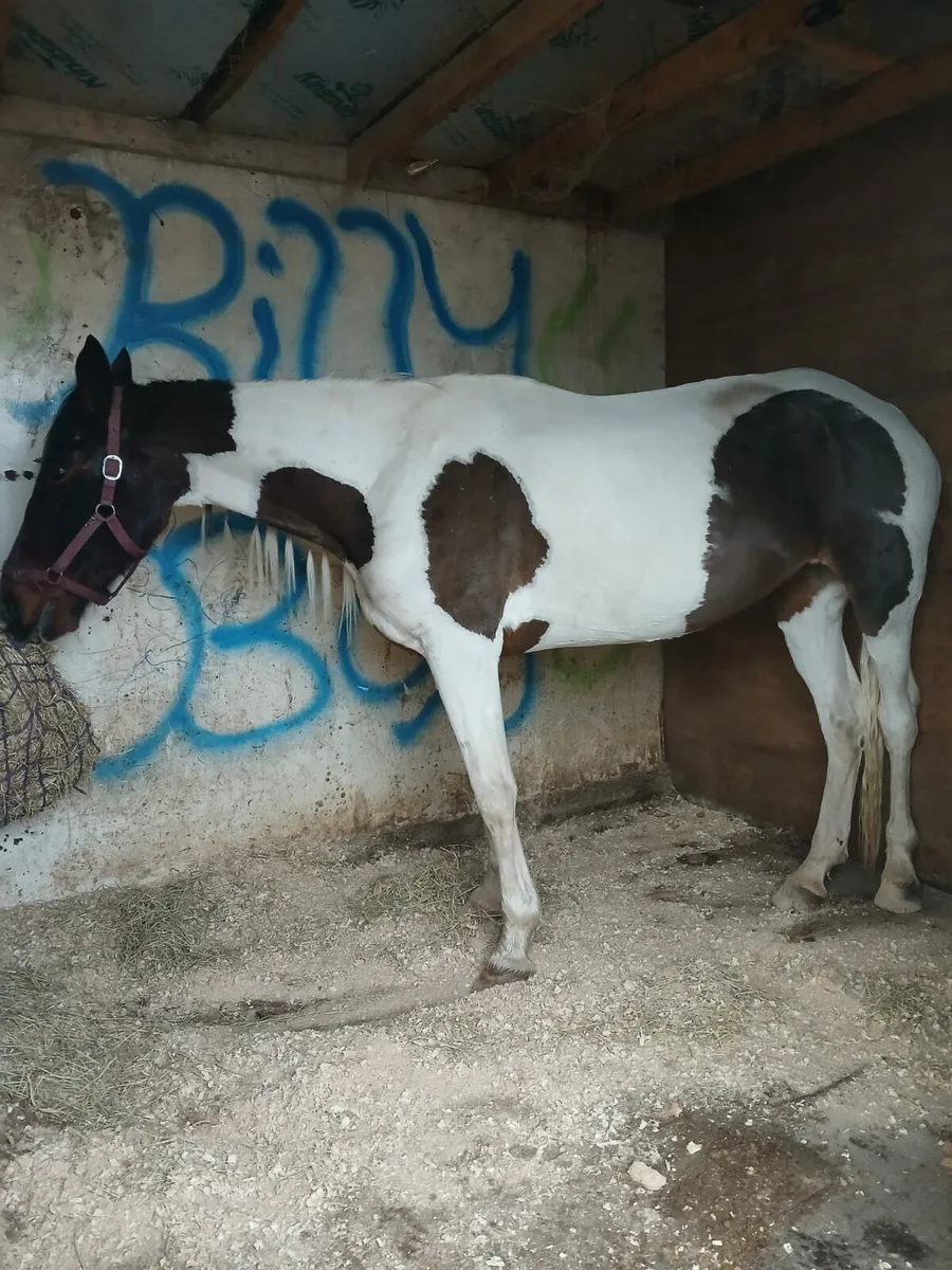 Pacing filly - Image 1