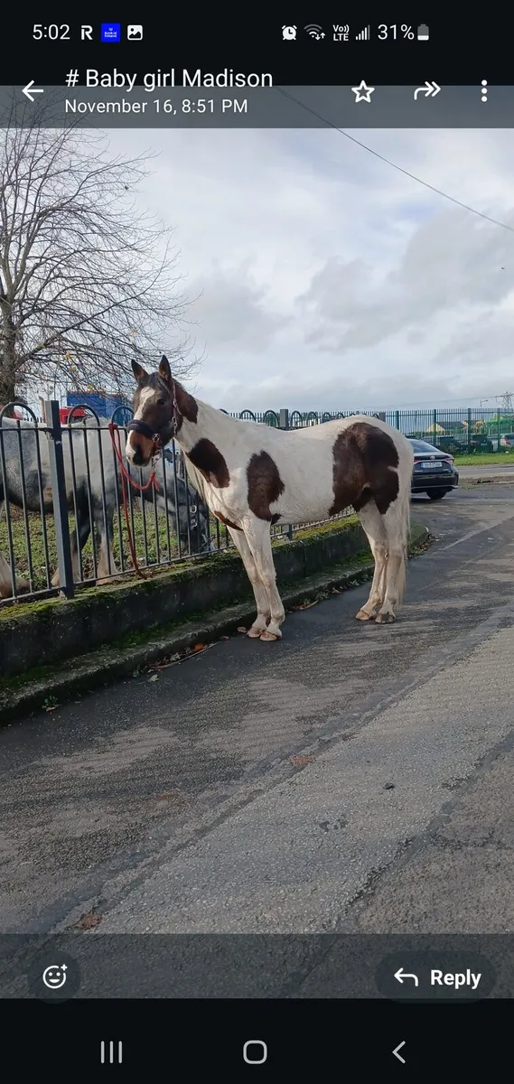 Pacing filly - Image 4