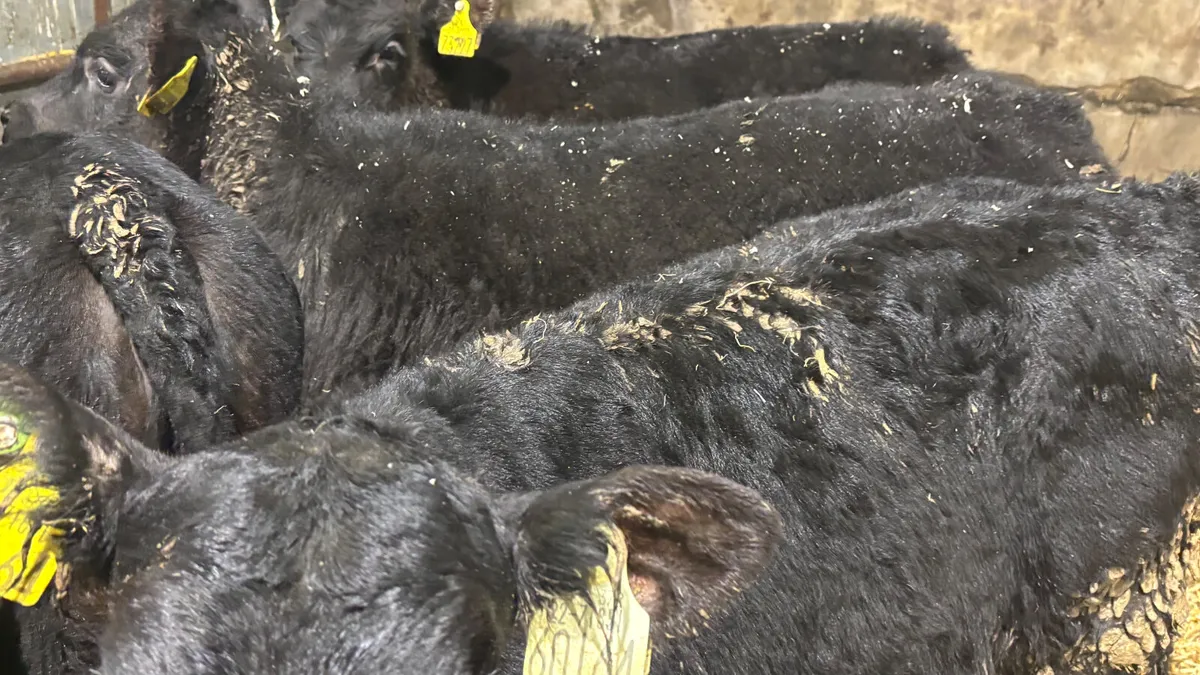 6 Strong Once A Day AA Heifers - Image 2