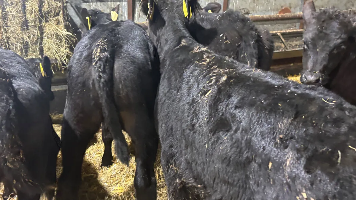 6 Strong Once A Day AA Heifers - Image 4