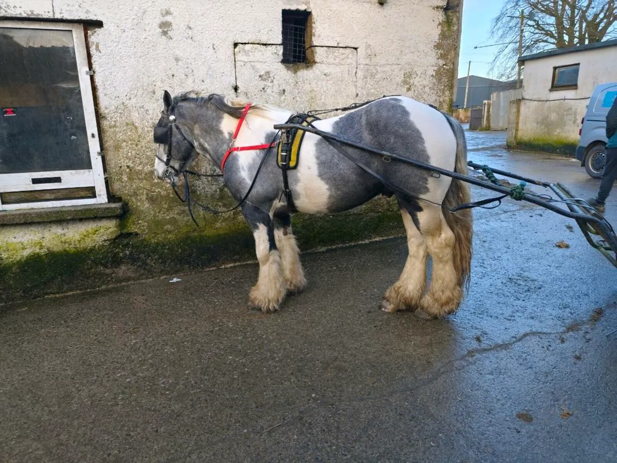 Cob well bred 15 hh - Image 4