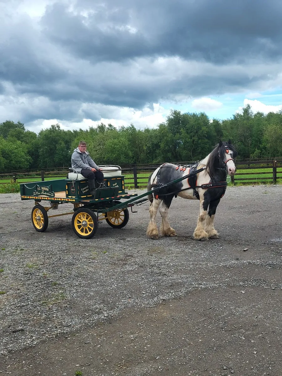 Cob well bred 15 hh - Image 2
