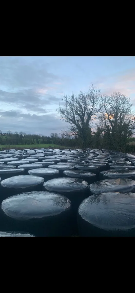 Bales of good quality Silage