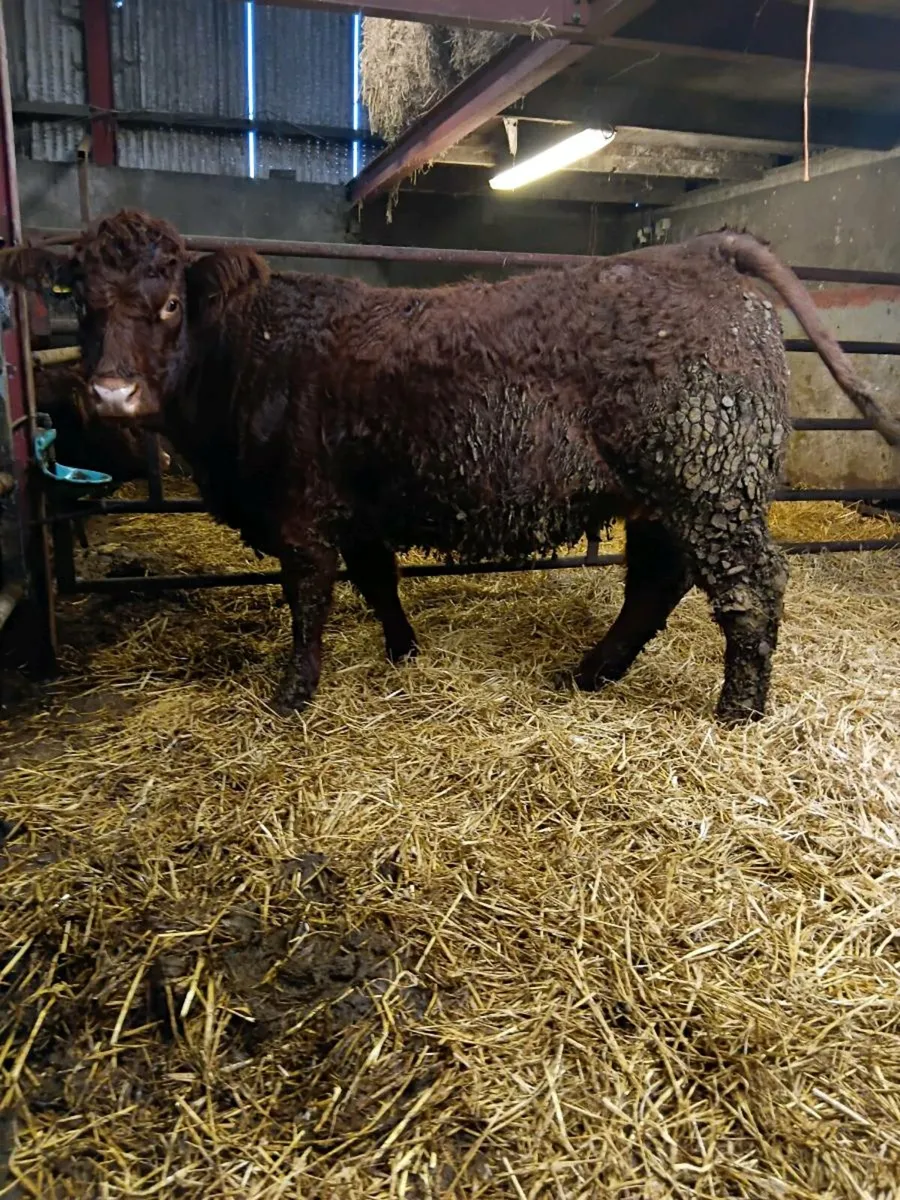 Saler sucklers  * Carnaross 20th  January - Image 1