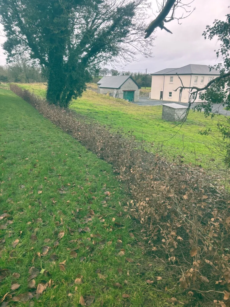 Hedging planting service - Image 3