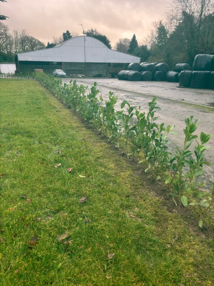 Hedging planting service - Image 4