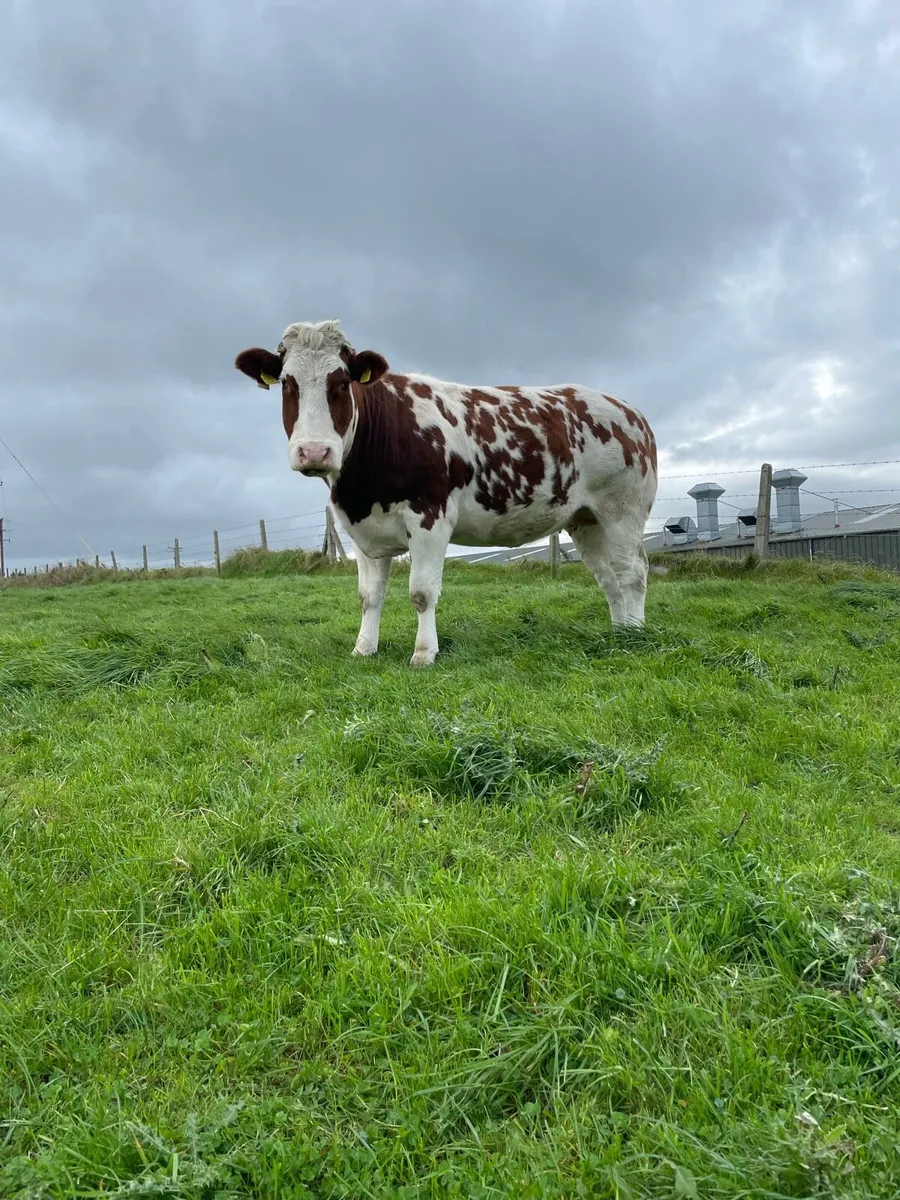 4 New Red(BB) x LMx(Rocky) embryos - Image 3