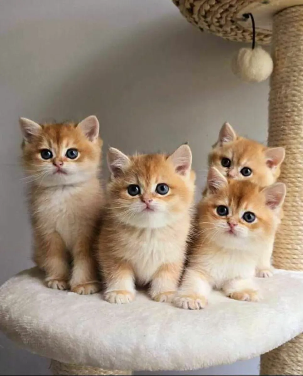 Beautiful  Gold British Shorthair kittens - Image 3