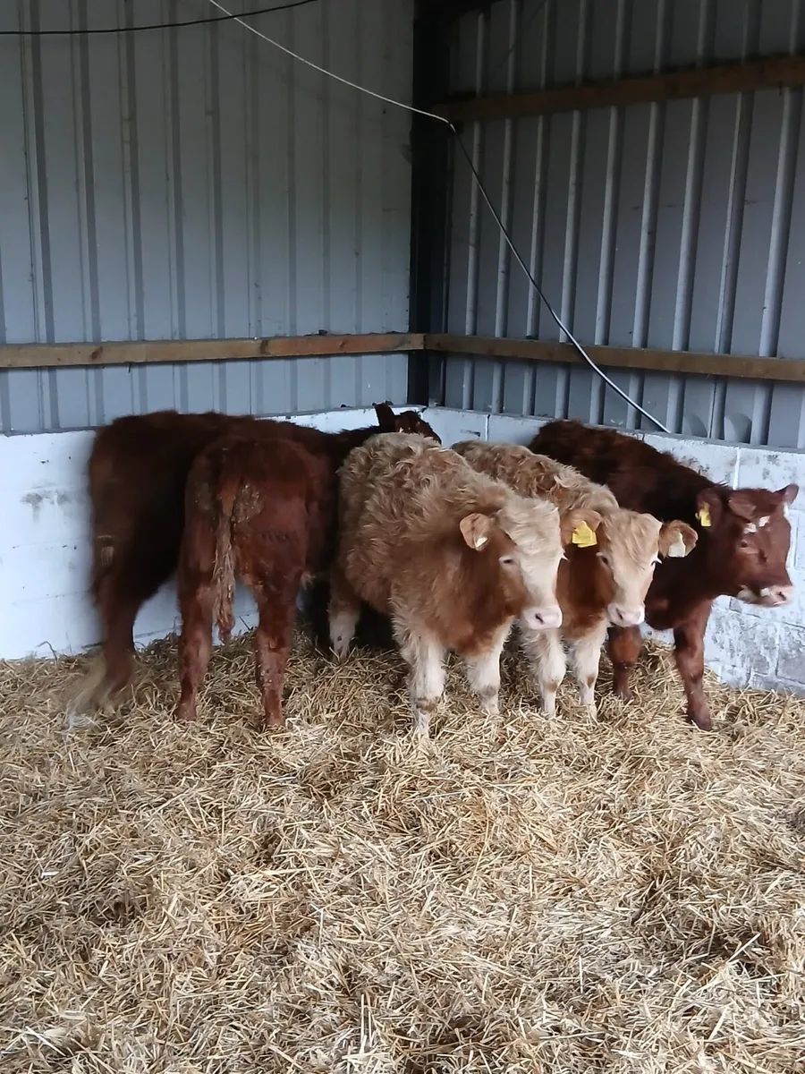 5 Smashing Limousin Bulls - Image 3