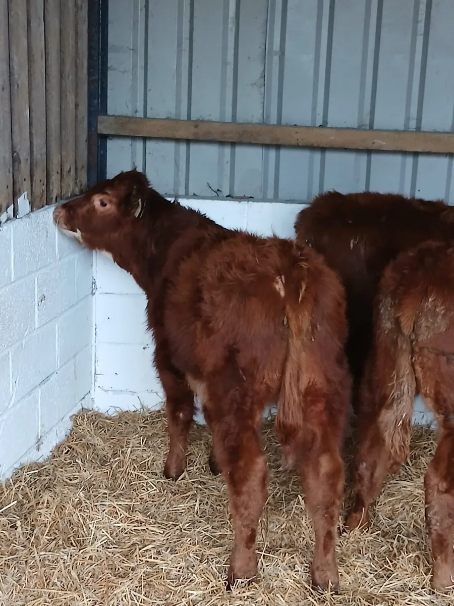 5 Smashing Limousin Bulls - Image 4