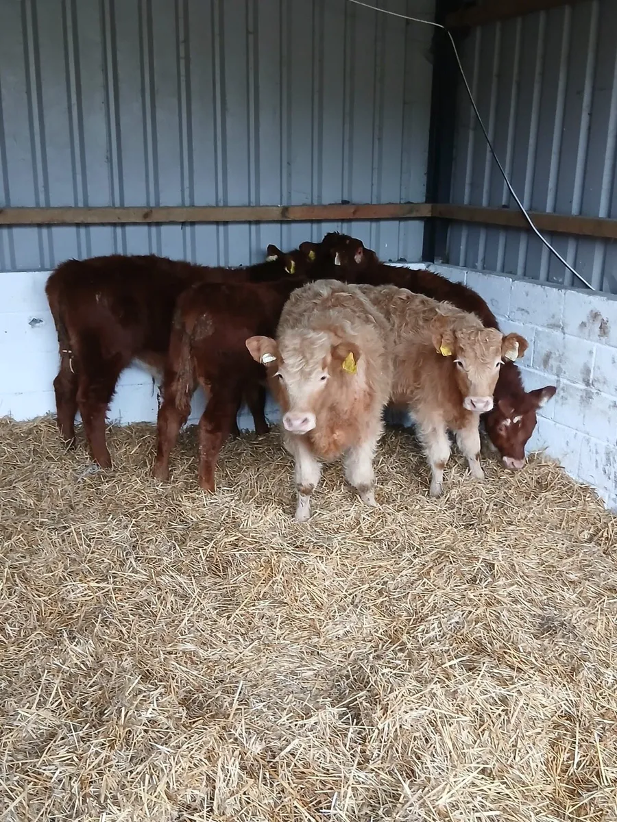 5 Smashing Limousin Bulls - Image 1