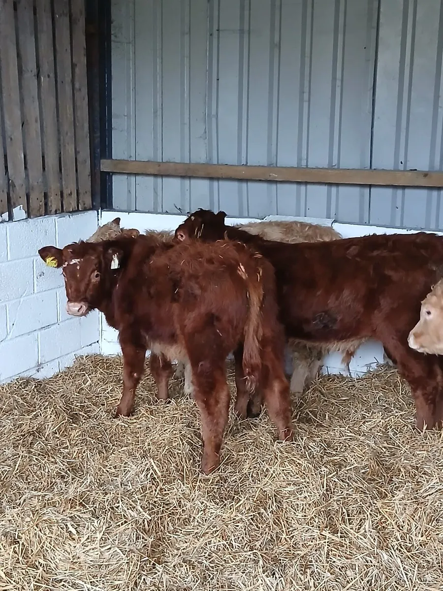 5 Smashing Limousin Bulls - Image 2