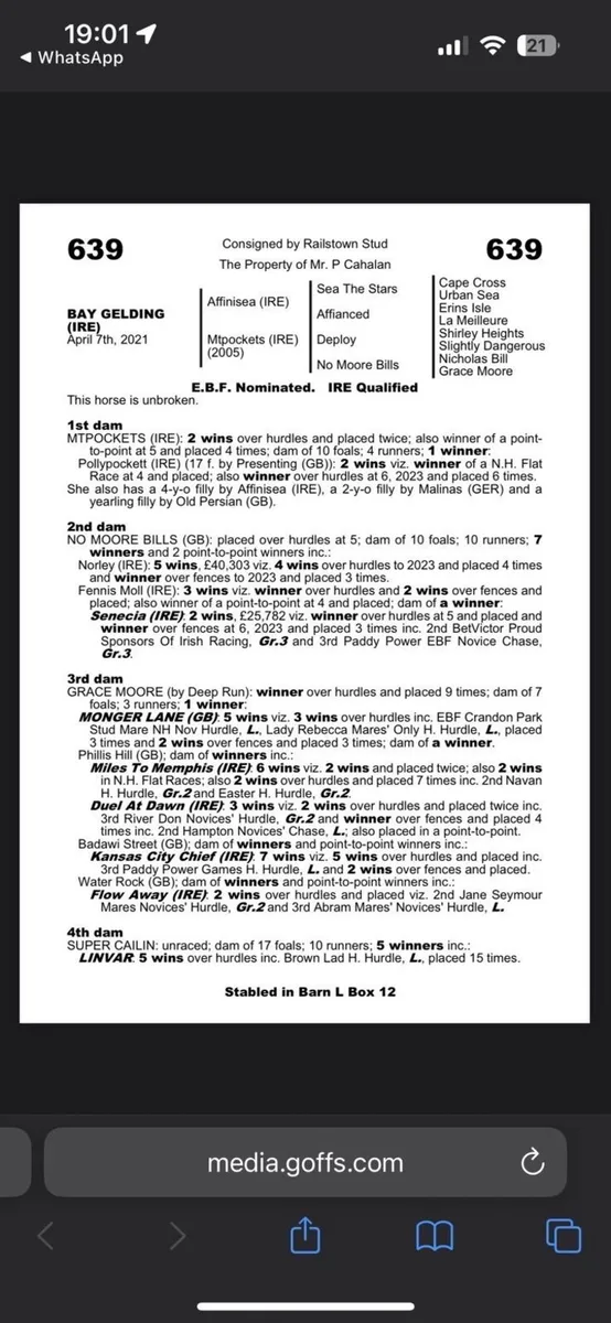 2 year old gelding - Image 3