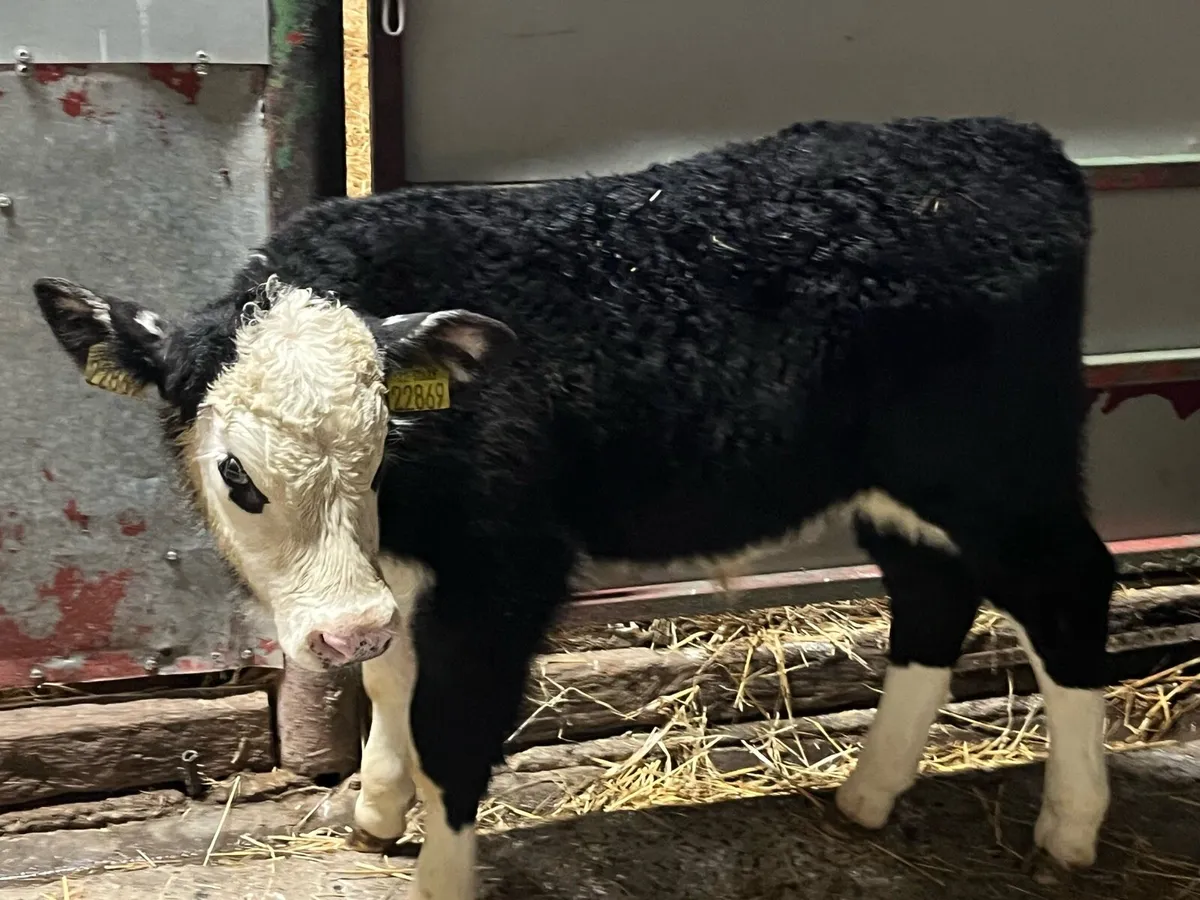 🚨 MOUNTBELLEW TUESDAY 🚨 - Image 2