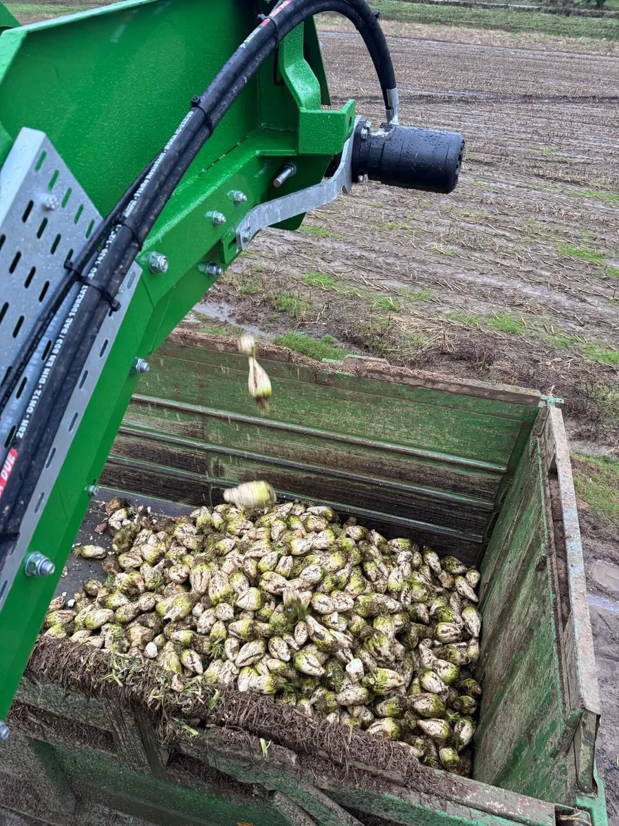 Beet for sale - Image 2