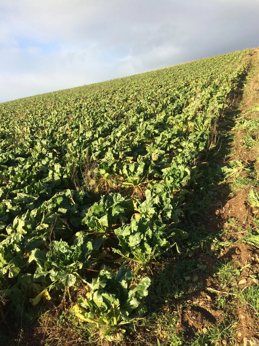 Beet for sale - Image 3