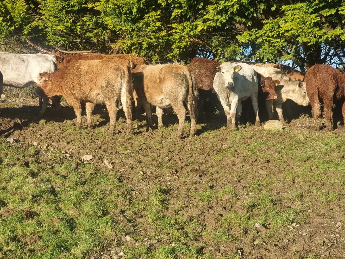Pedigree, non registered continental heifers - Image 4