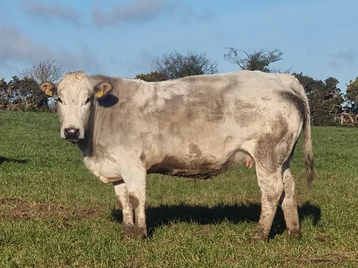 Pedigree, non registered continental heifers - Image 2