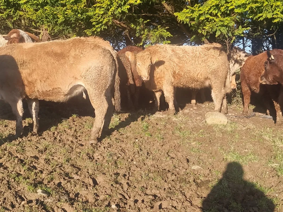 Pedigree, non registered continental heifers - Image 3