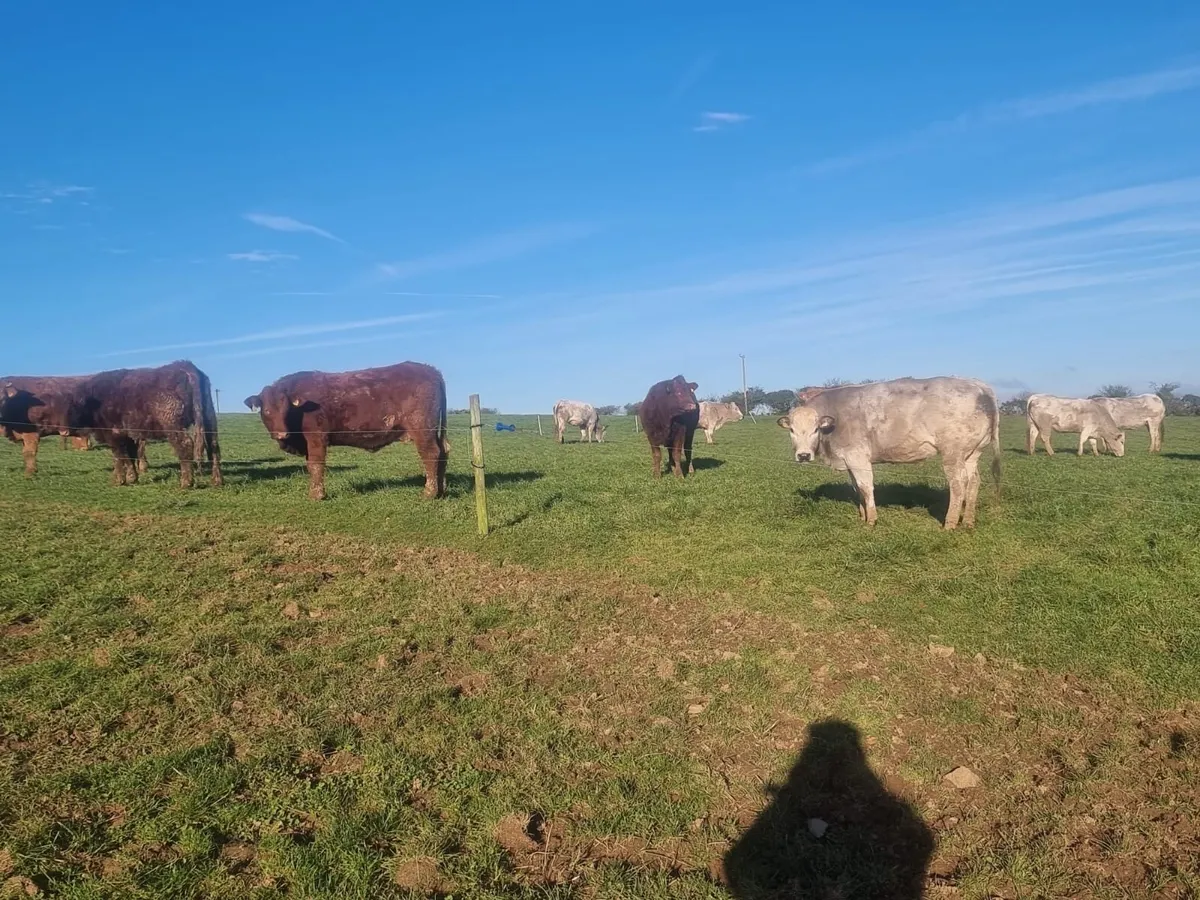 Pedigree, non registered continental heifers - Image 1