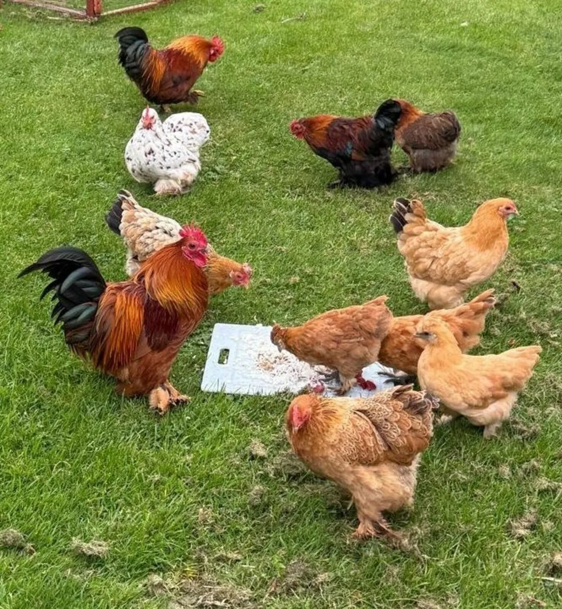 Chickens