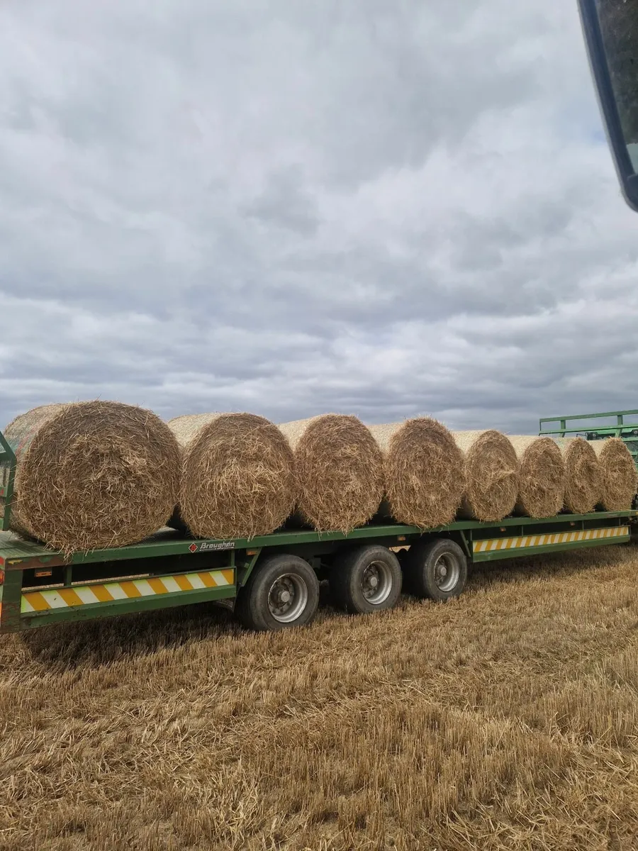 Barley rounds + Wheaten (8×4×3) straw - Image 2