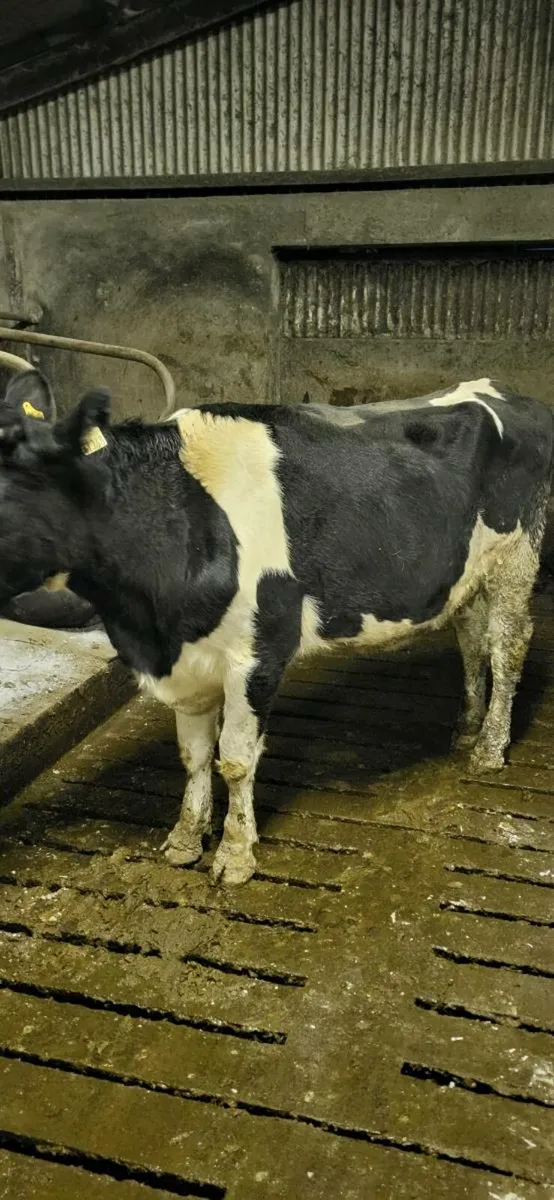 Heifer suitable for calves - Image 1