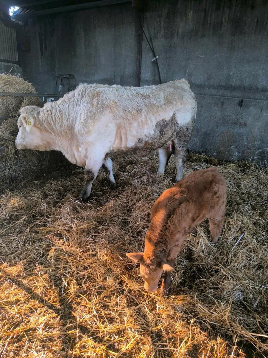 First calf heifer - Image 1