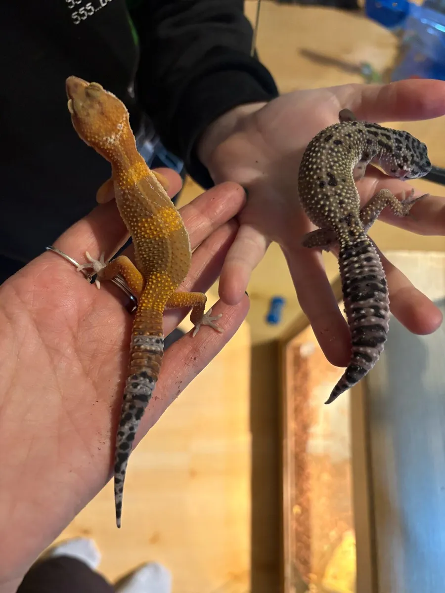 Leopard Geckos - Image 1