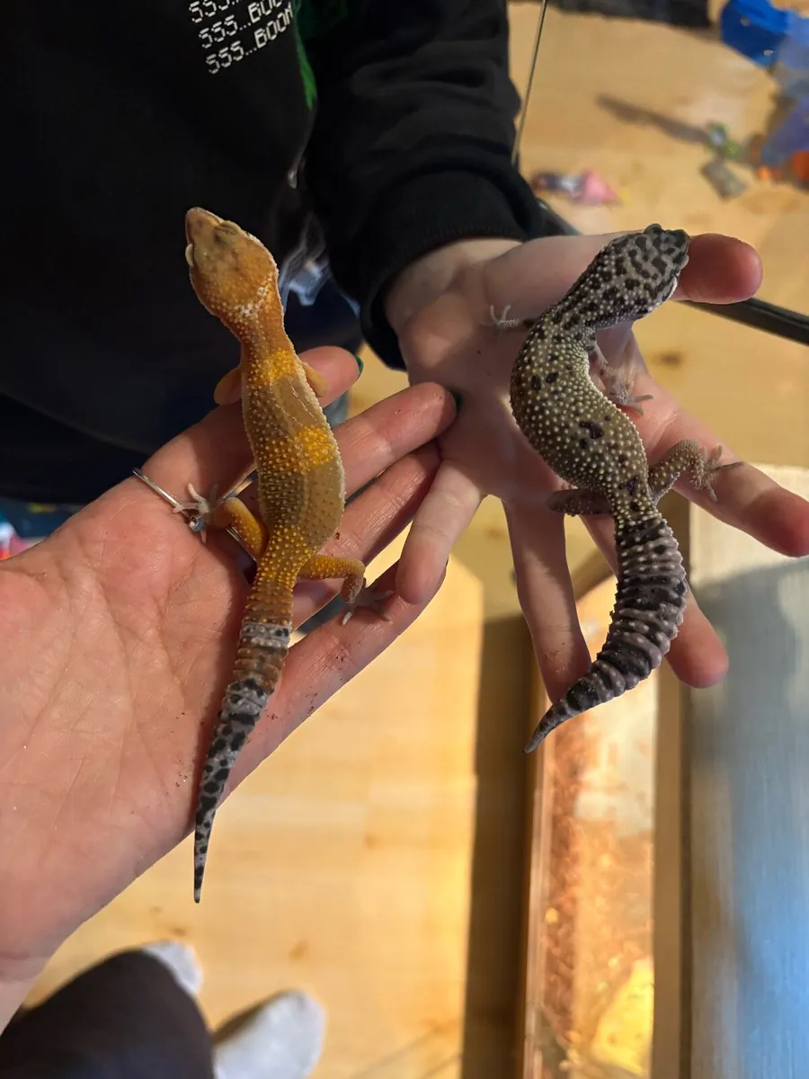 Leopard Geckos - Image 2