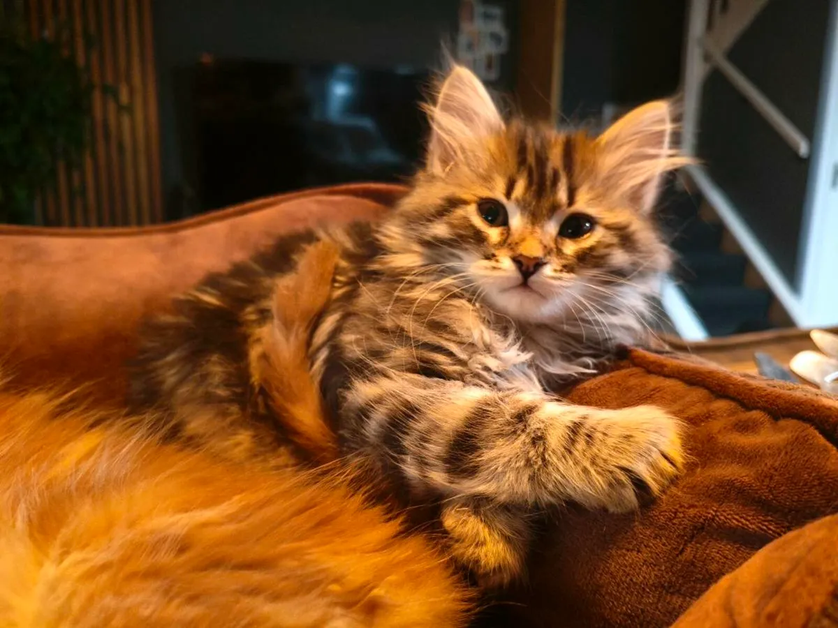 TICA registered Siberian kittens - Image 3