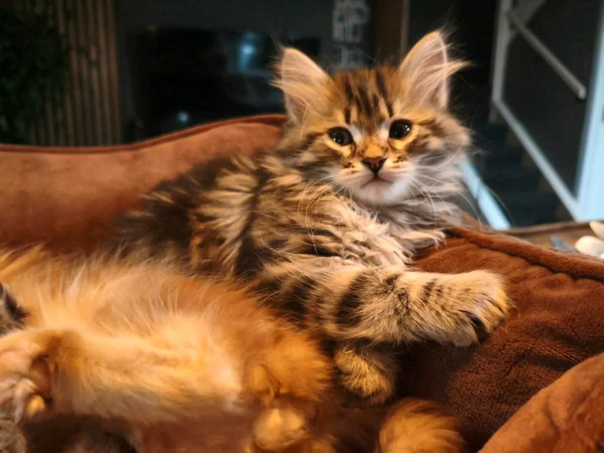 TICA registered Siberian kittens - Image 4