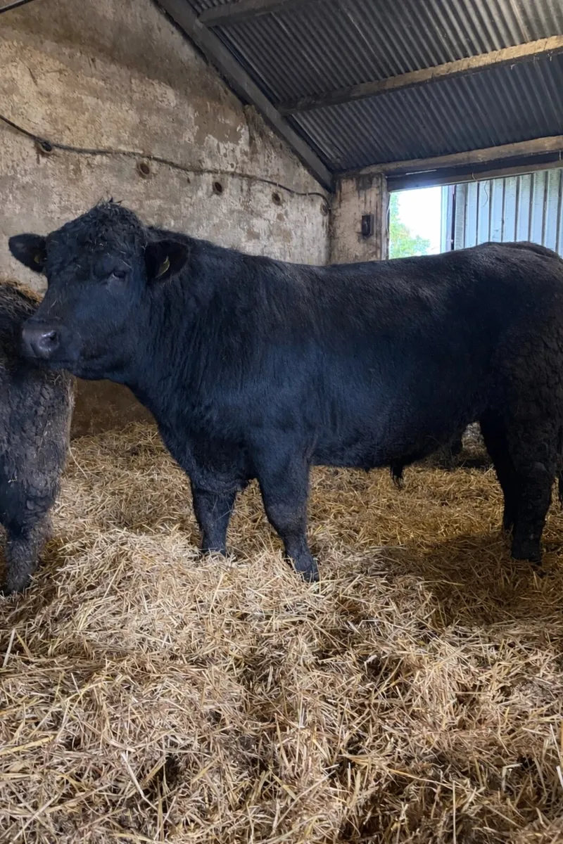 4 - 5 Star Pedigree Angus Bulls - Image 1
